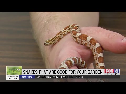 庭にいる役に立つヘビを特定する