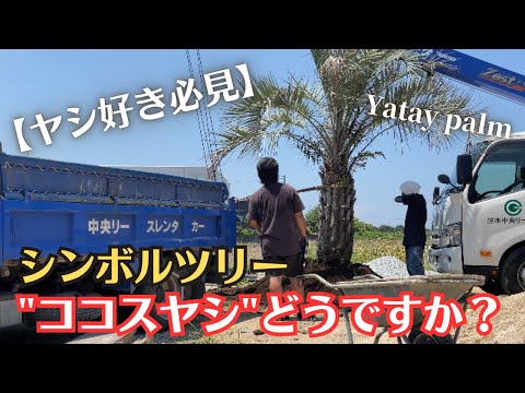 園芸 ヤシの木