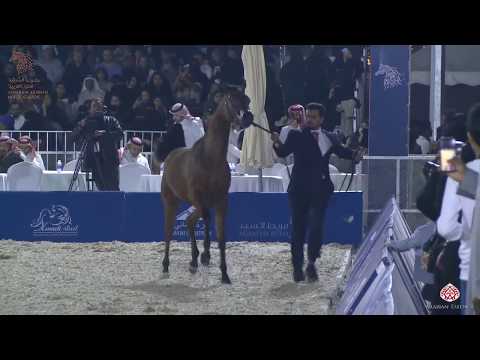 N 193 MUZAHEM AL HAWAJER   Asharqia Arabian Horse Classic 2020   Yearling Colts Class 7B