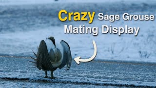 Viewing a Greater Sage Grouse Lek - One of My Top Birding Experiences
