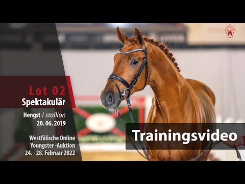 Online Youngster-Auktion Training Lot 2 Spektakulär Hengst v. Sir Heinrich - Florestan l