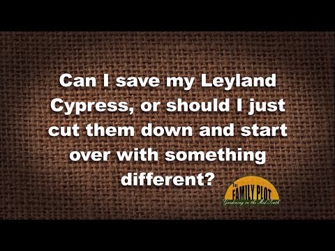 園芸 レイランド サイプレス