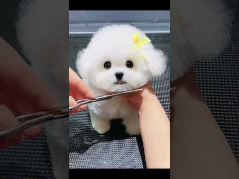 #dog #dogs #cute #shorts