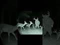 Man In Deer Costume Mimicking A Herd