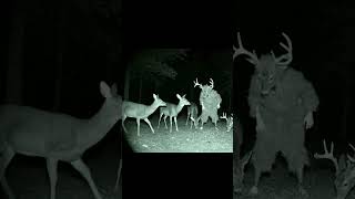 Man in Deer Costume Mimicking a Herd