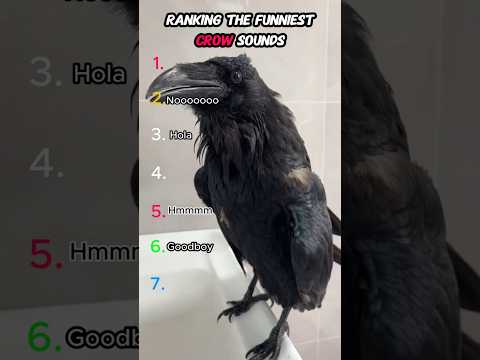 Ranking the funniest crow moments #crow #funnycrow #animalsounds