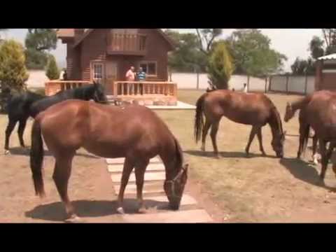 download lagu mp3 mp4 Rancho De Caballos Cuarto De Milla En Mexico, download lagu Rancho De Caballos Cuarto De Milla En Mexico gratis, unduh video klip Rancho De Caballos Cuarto De Milla En Mexico