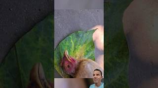 Galinha Sendo Hipnotizada! 😵‍💫🐔😂