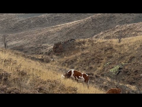 IF I HAD NOTICED THE BEAR, IT COULD HAVE ATTACKED THE ANIMALS