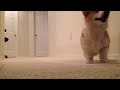 Pembroke welsh corgi puppy playing fetch