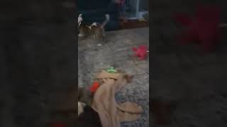 Video preview image #1 American Pit Bull Terrier-Unknown Mix Puppy For Sale in Westmont, IL, USA