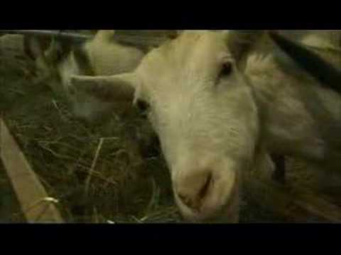 download lagu mp3 mp4 Zincarlin, download lagu Zincarlin gratis, unduh video klip Zincarlin