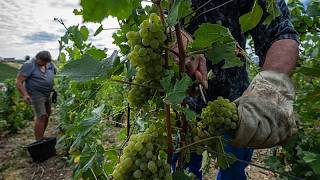 Champagner-Lese: warum die Ernte schon Mitte August beginnt