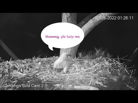 Savannah GHO Nest - Midnight feeding nestover