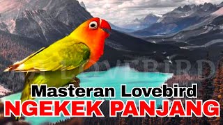 Download lagu Masteran Lovebird Ngekek Panjang Jeda Rapat 5 Jam non Stop mp3 Download lagu Masteran Lovebird Ngekek Panjang Jeda Rapat 5 Jam non Stop mp3