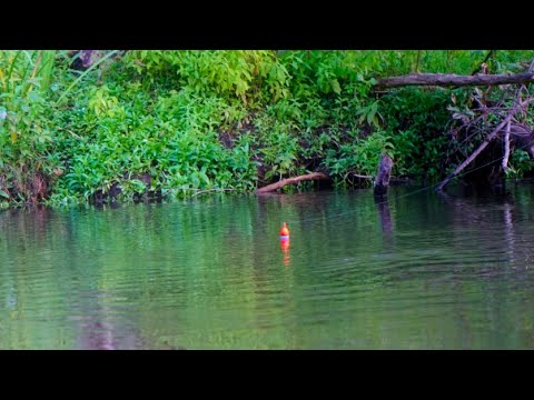 KING SALMON BOBBER DOWNS - September 2025