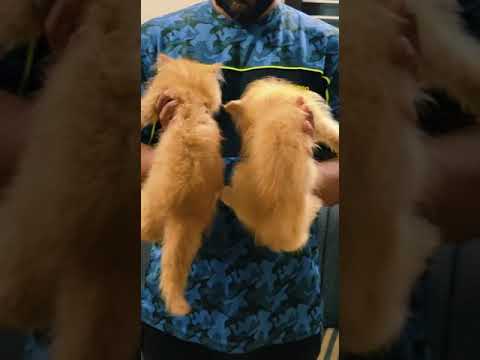 cat 🐈 for sale+91 97443 27552