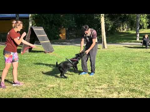 Skye z Jukasu - protection training - 4,5 months