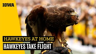 Hawkeyes at Home: Hawkeyes in Flight