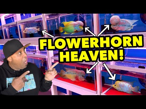 THE BEST FLOWERHORN FISH IN THE UNITED STATES!