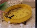 Buttercup Kills Blueberries
