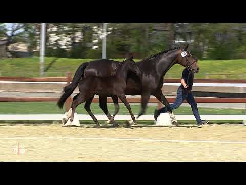 26 v  Follow Him's Schönweide   Pik Noir   Silvio I 1 1