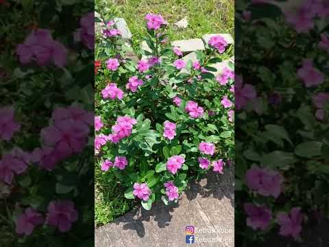 Bunga vinca || abbe marzuki