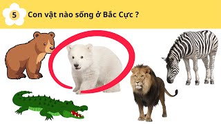 CÂU HỎI TRÍ TUỆ CHO TRẺ MẦM NON