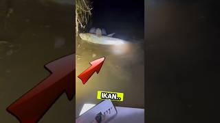 Download lagu Menangkap ikan Bandeng terbesar di sungai #shortvideo #bandengliar #fish mp3 Download lagu Menangkap ikan Bandeng terbesar di sungai #shortvideo #bandengliar #fish mp3