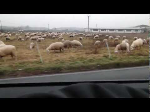 TECNO TRENS E PECORE TUTTO INSIEME