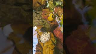 minha manhã admirando os peixes #music #peixesdeaquario #aquarium #peixesornamentais