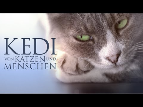kedi von katzen und menschen download kedi von katzen und menschen download