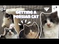 Getting a persian cat | shopee accessories haul | philippines 🇵🇭