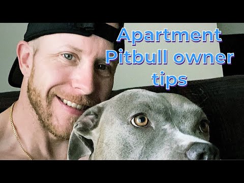 YouTube video about: Are pitbulls good apartment dogs?