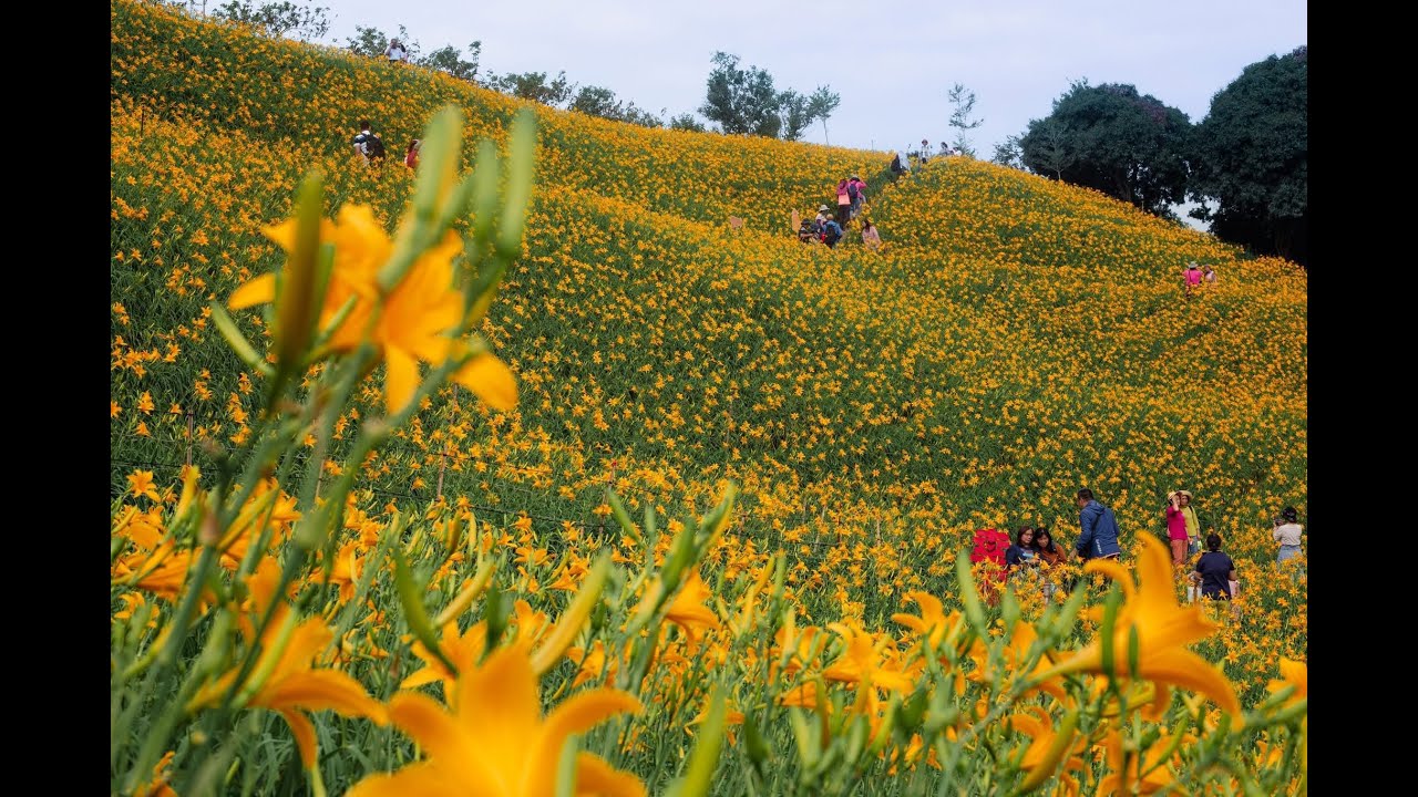 虎山巖金針花 360 4K全景 #360看見台灣