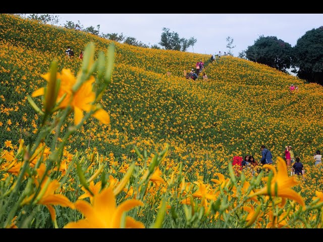 Huatan Hushan Mountain Daylily