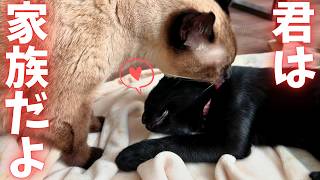ついに完結！子猫と先住猫、4ヶ月でたどり着いた絆【仲良し大作戦Part6】【保護猫/黒猫&シャム猫/シャムミックス&ノルウェージャンフォレストキャット】 #cat #japanesecat #保護猫