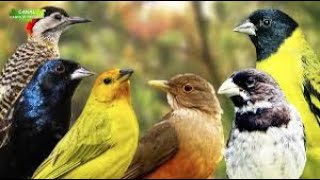 Coleiro Tui Tui Com Fibra