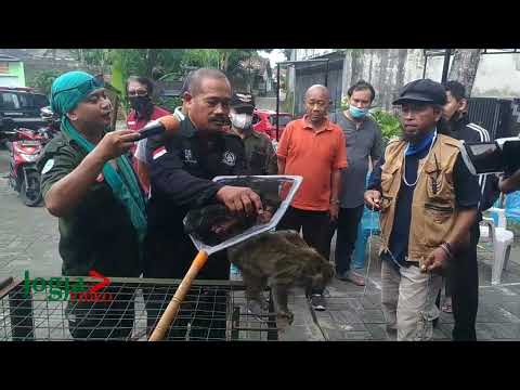 Pelatihan Menangkap Monyet Ekor Panjang