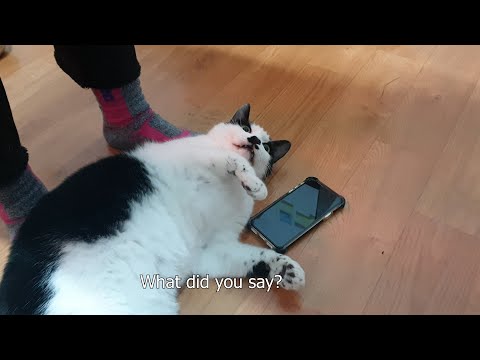 Bongbong the cat from Seoul (서울 고양이)