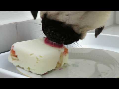 Frieda's 1. Mopseis - Eis für Frieda Mops - 7.Monat - Prinzessin Frieda on Ice