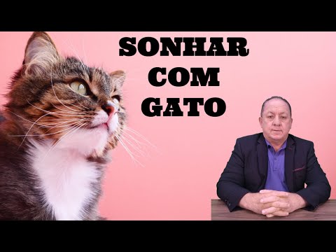 WHAT DOES IT MEAN TO DREAM ABOUT A CAT?