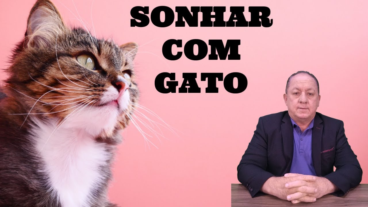 O QUE SIGNIFICA SONHAR COM GATO