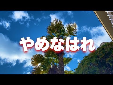 ヤシの木を正しく剪定する方法 トピックス