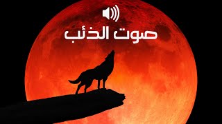 صوت الذئب بالليل مخيف و مشوق