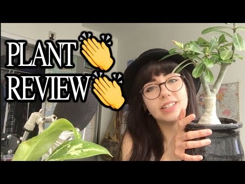 PLANT REVIEW