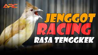Download lagu CUCAK JENGGOT RACING RASA TENGKEK SUPER GACOR MEWAH mp3