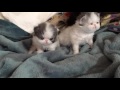 Boo Baby Babies
