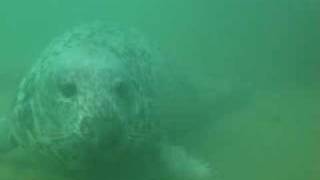 preview picture of video 'Diving with a seal in New Quay, West Wales'