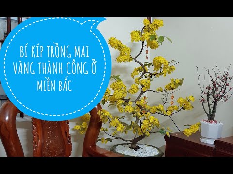 CÁCH TRỒNG MAI VÀNG Ở MIỀN BẮC THÀNH CÔNG